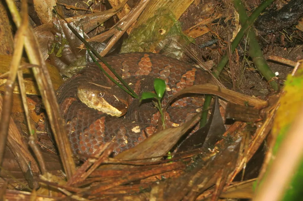 Picado's jumping pitviper: ഫോട്ടോ