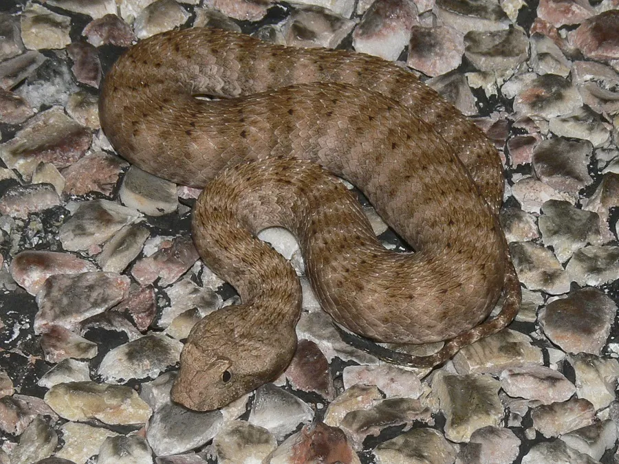 ภาพของPilbara death adder