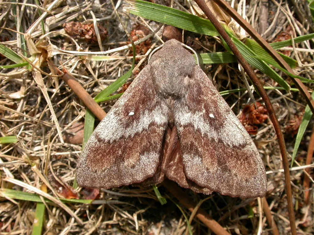 Pine-tree lappet کی تصویر