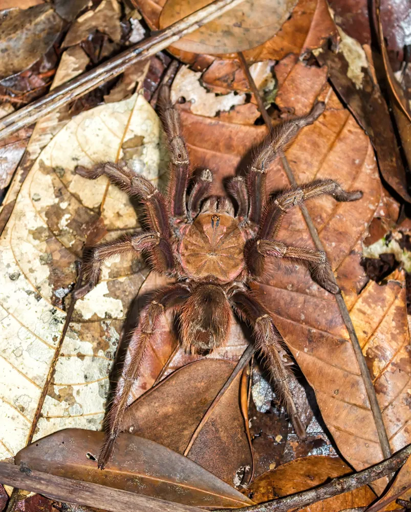 عکس Pinkfoot goliath birdeater