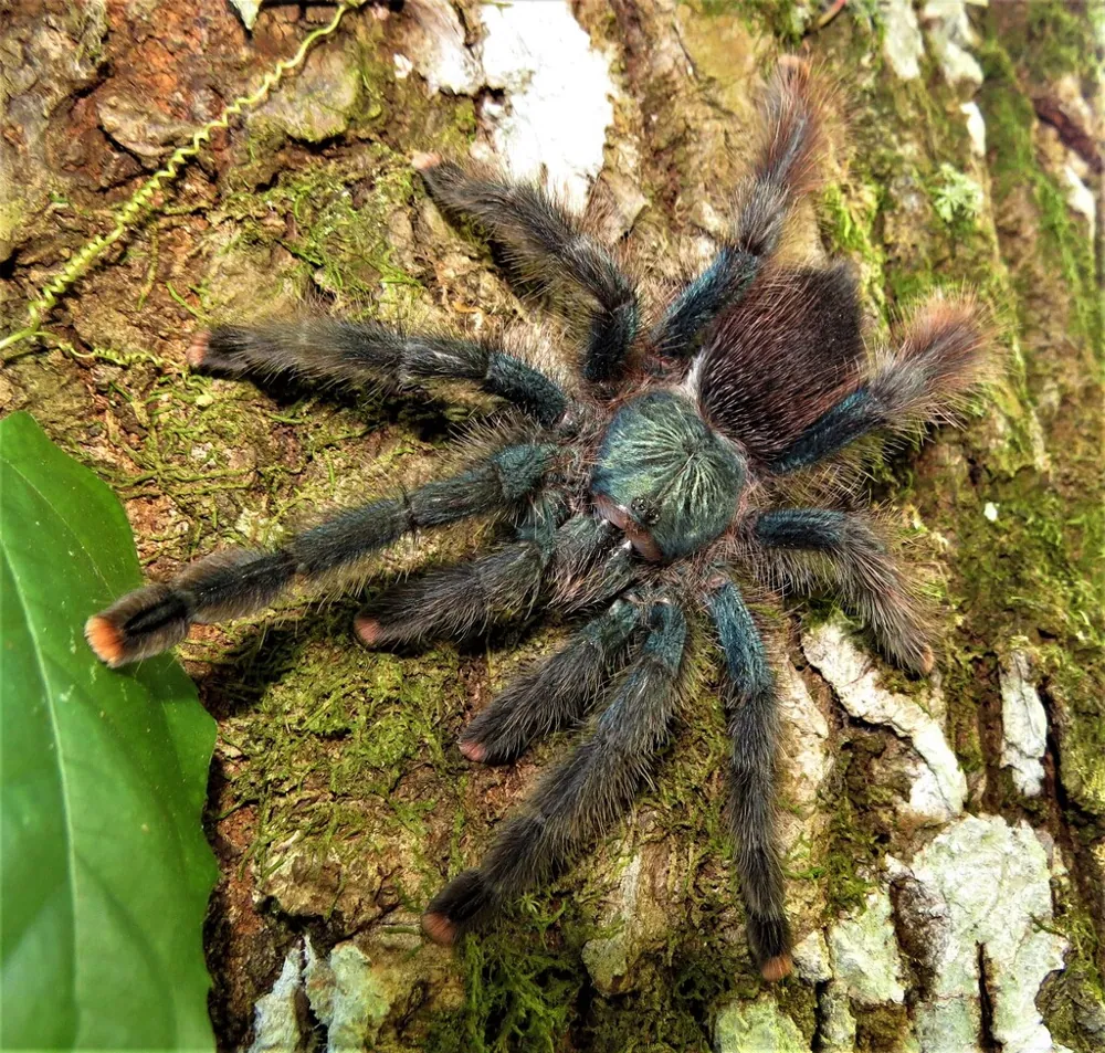 Foto de Pinktoe tarantula