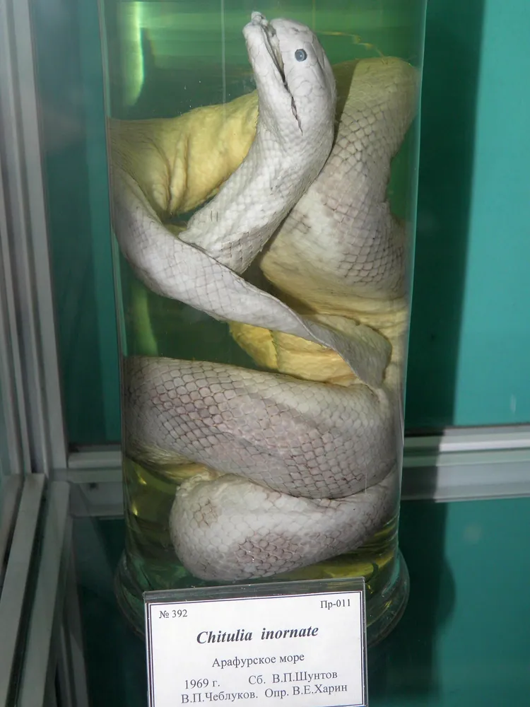 Plain sea snake ఫోటో