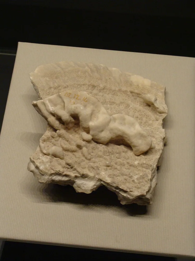 د Plate fire coral عکس