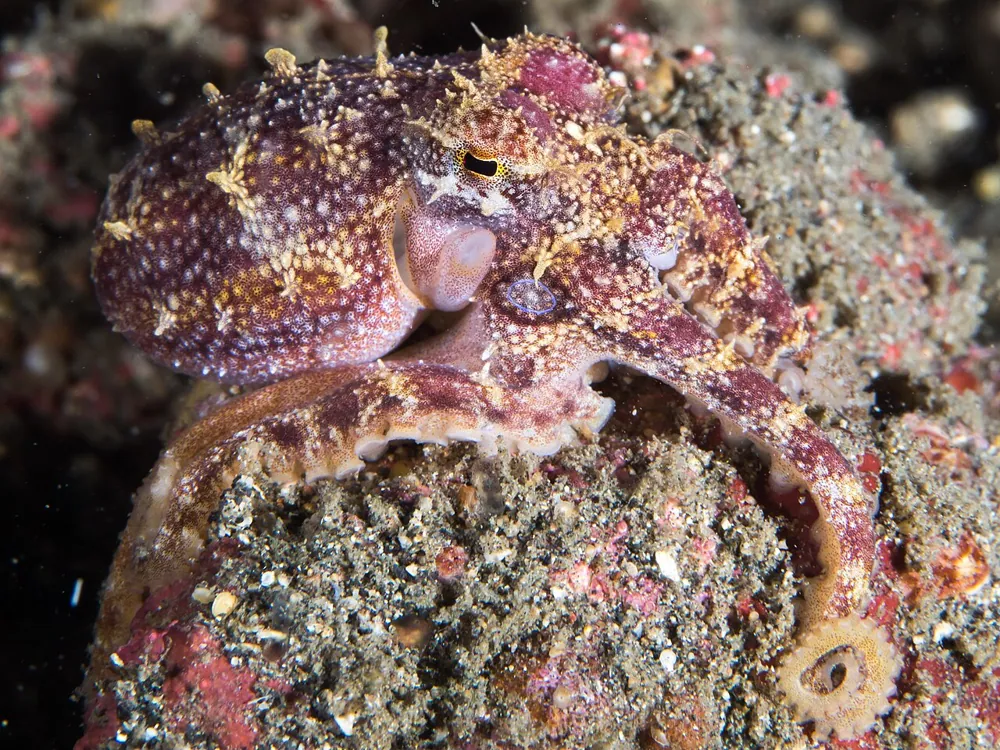عکس Poison ocellate octopus