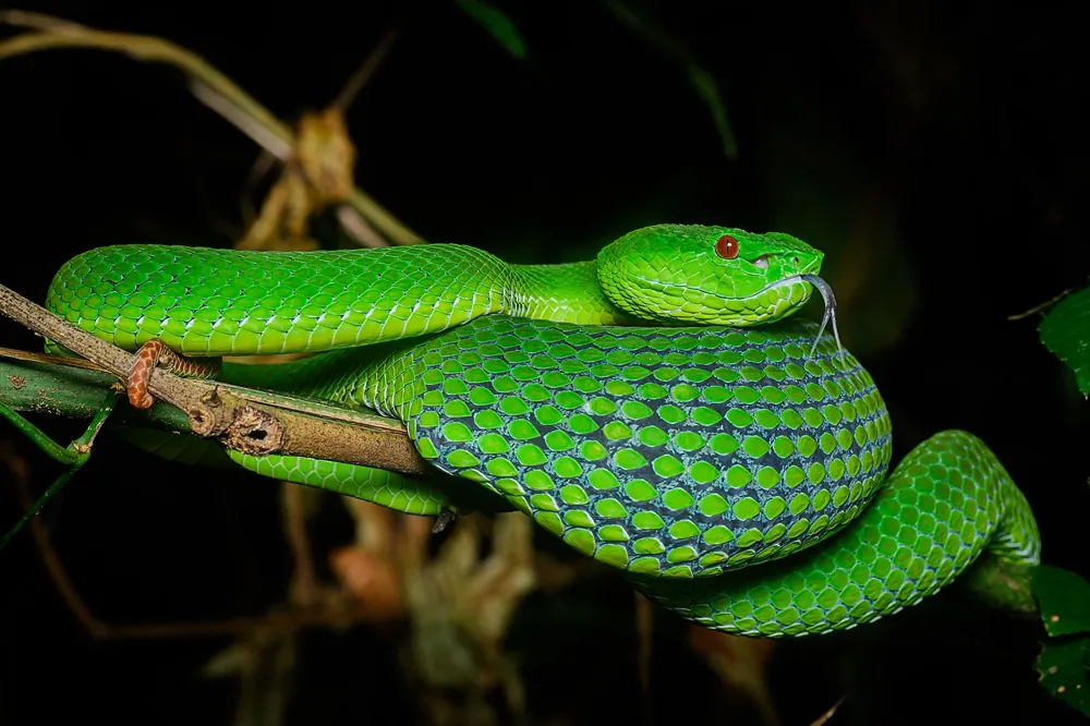 عکس Pope's pit viper