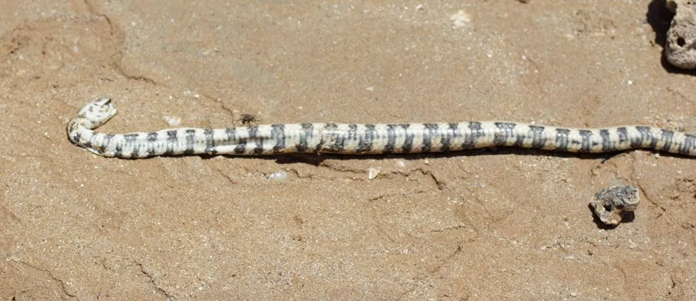عکس Port Darwin sea snake