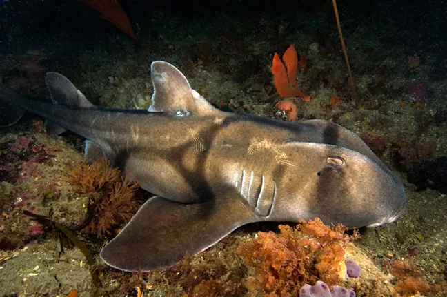 Foto de Port Jackson shark