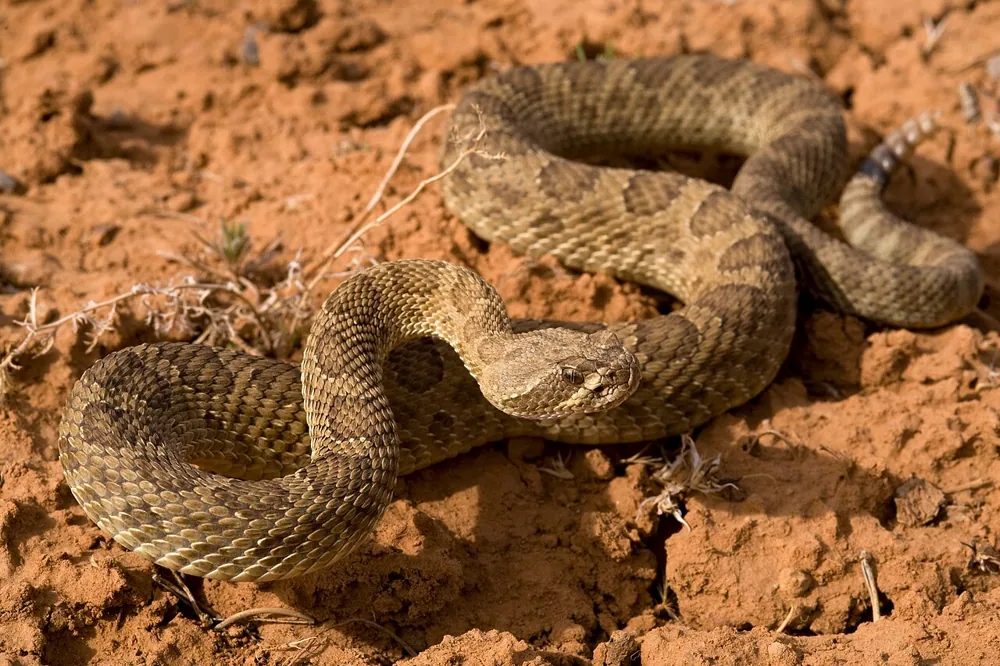 عکس Prairie rattlesnake