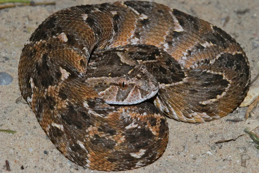 Photo of Puff adder