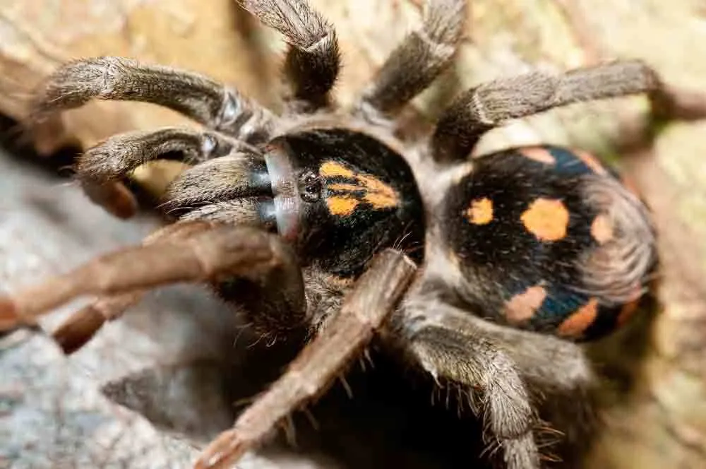 Pumpkin patch tarantula-এর ছবি