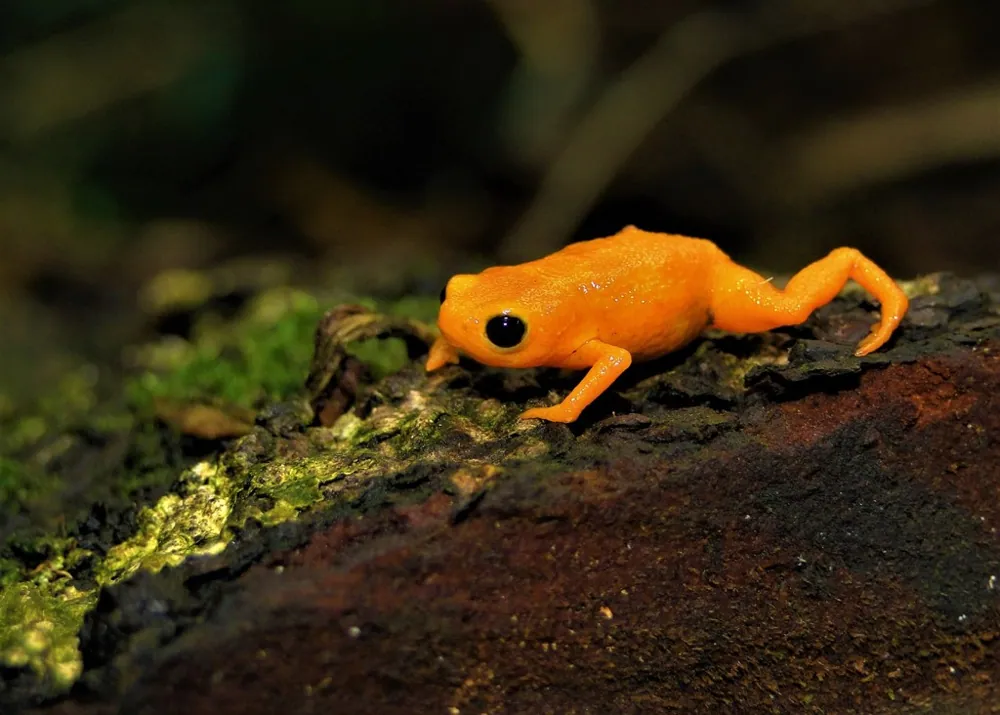 Pumpkin toadlet ఫోటో