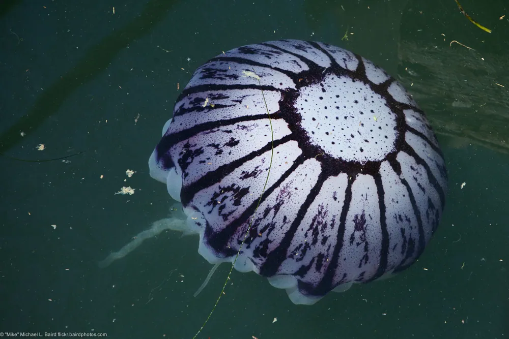 د Purple-striped jelly عکس