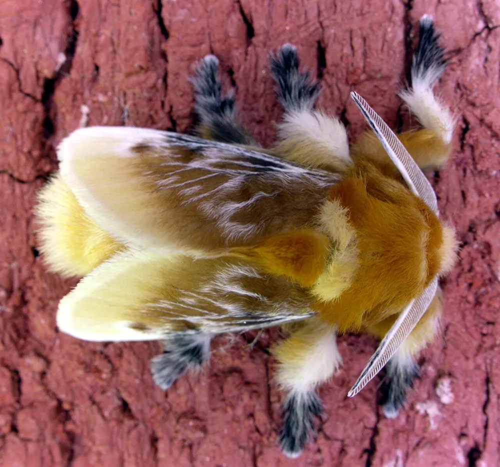 د Puss caterpillar عکس