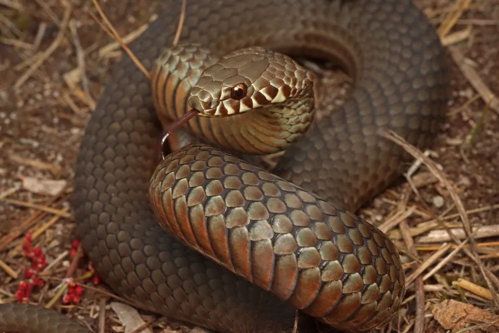 ภาพของPygmy copperhead