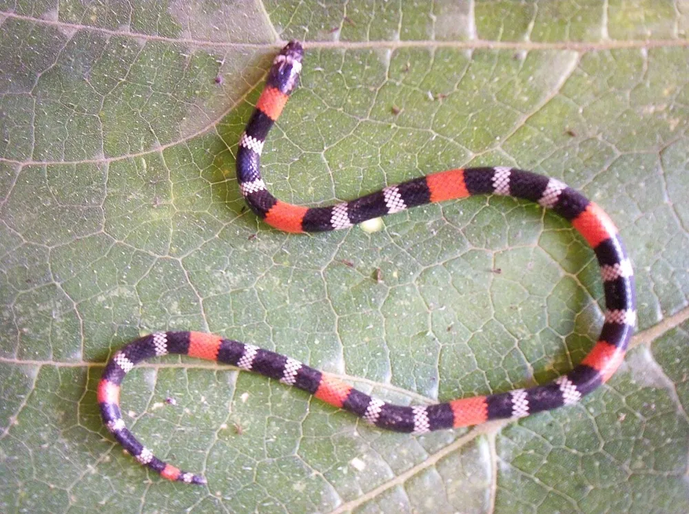 عکس Pygmy coral snake