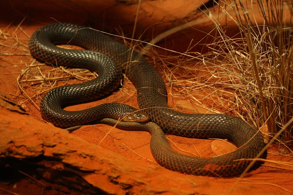 عکس Pygmy mulga snake