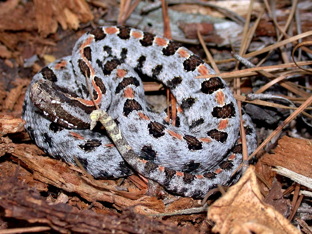 د Pygmy rattlesnake عکس