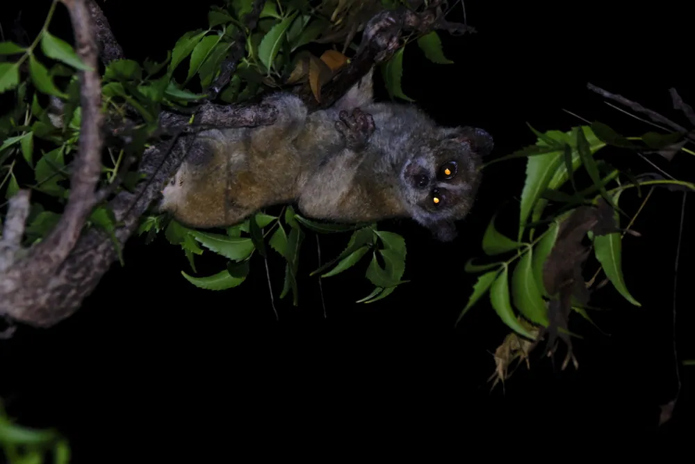 د Pygmy slow loris عکس
