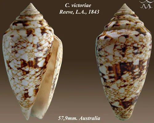 عکس Queen Victoria cone