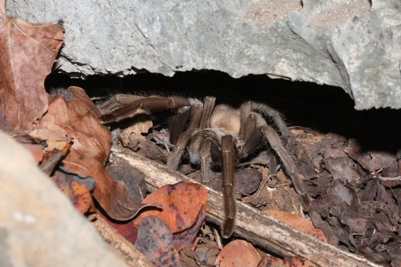 د Queensland whistling tarantula عکس