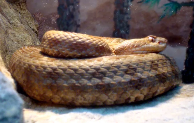 Foto di Queretaro dusky rattlesnake