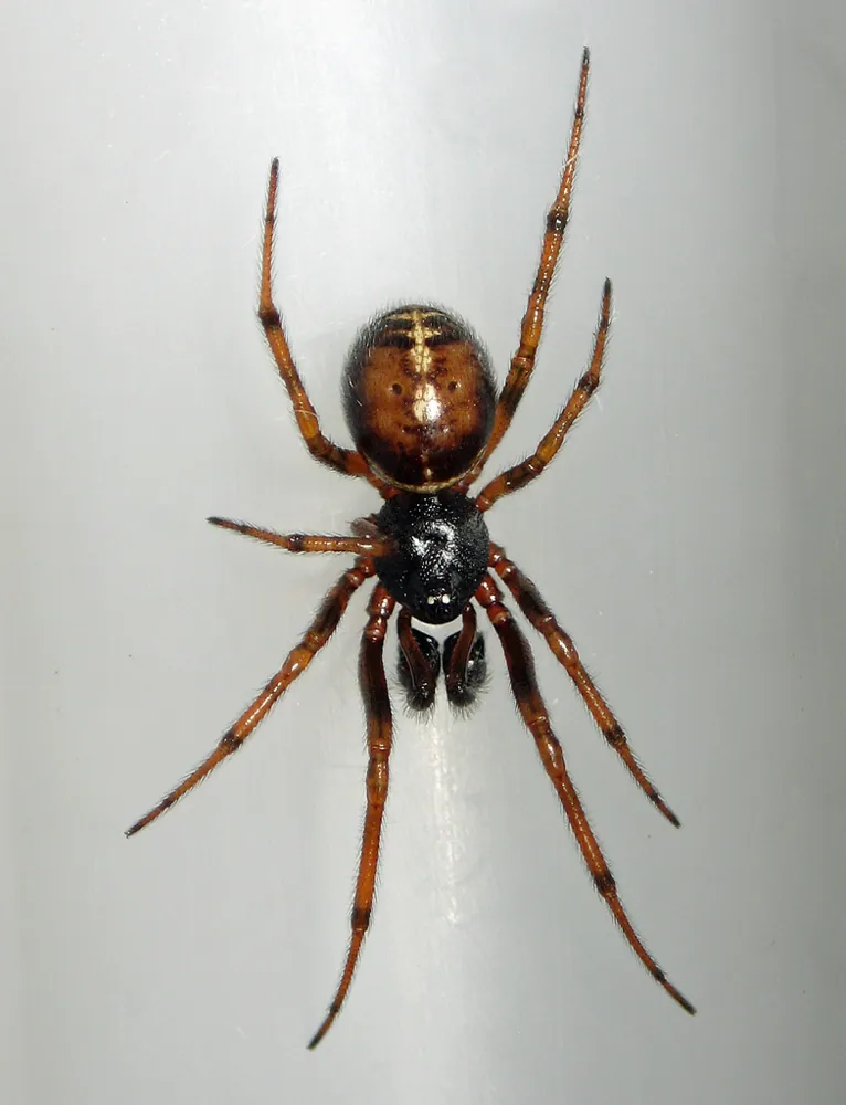 عکس Rabbit hutch spider
