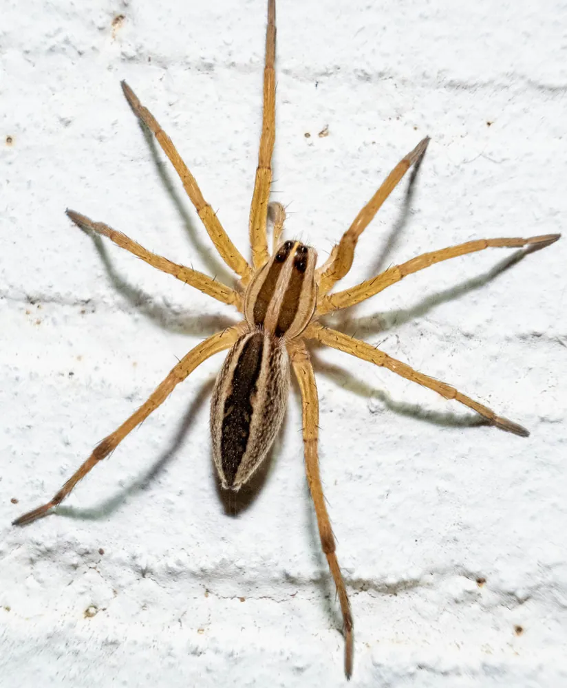 ภาพของRabid wolf spider