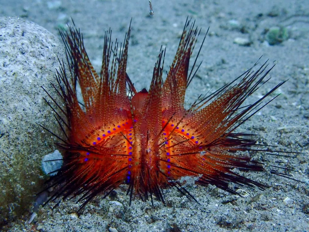 عکس Radiant sea urchin