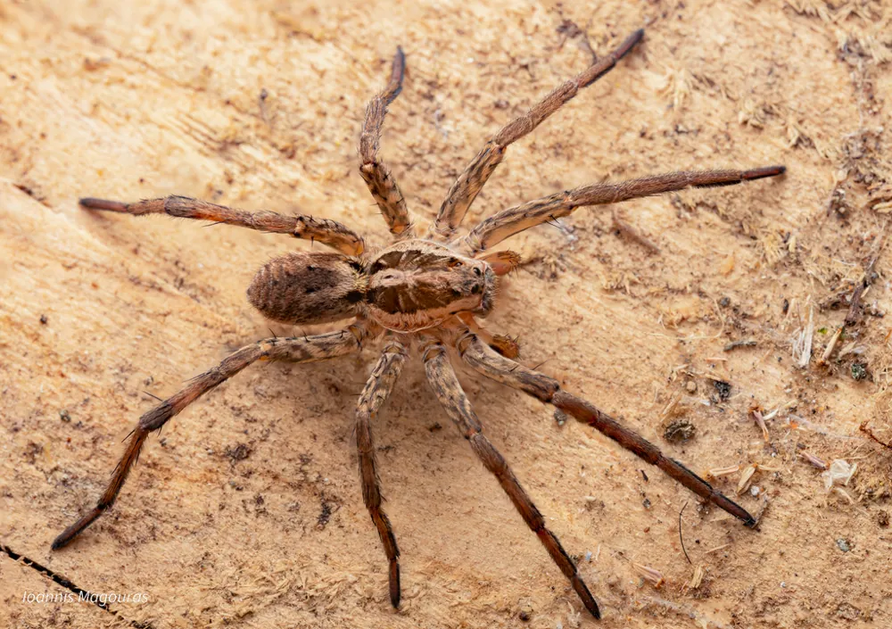 د Radiated wolf spider عکس
