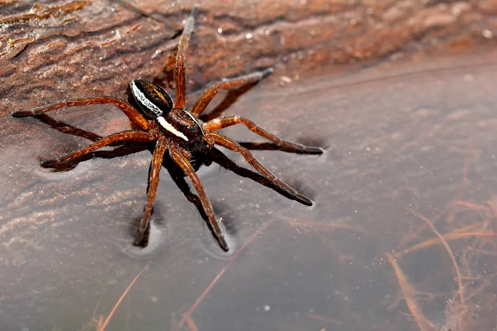 Foto de Raft spider