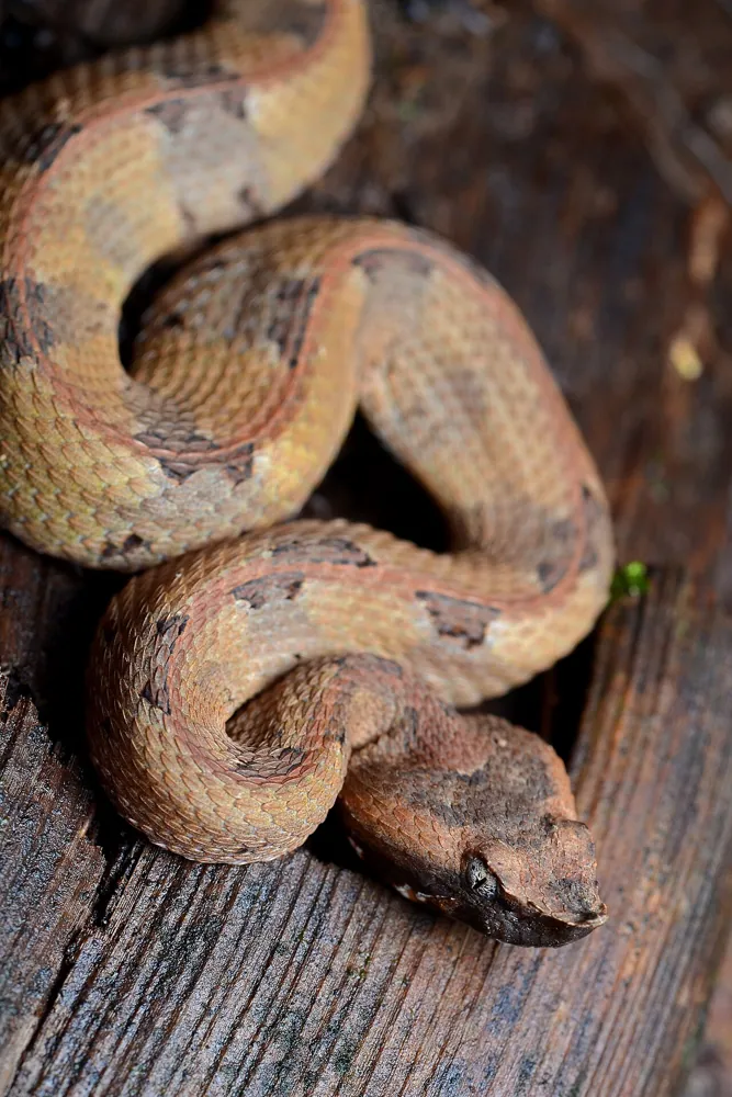 عکس Rainforest hognosed pitviper