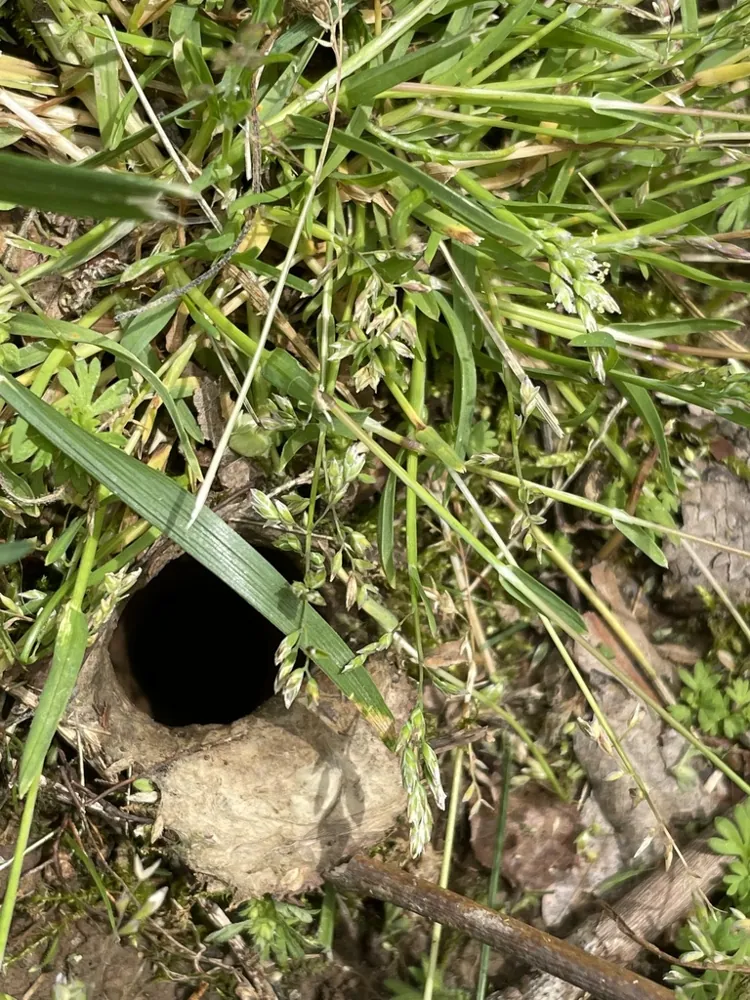 د Ravine trapdoor spider عکس