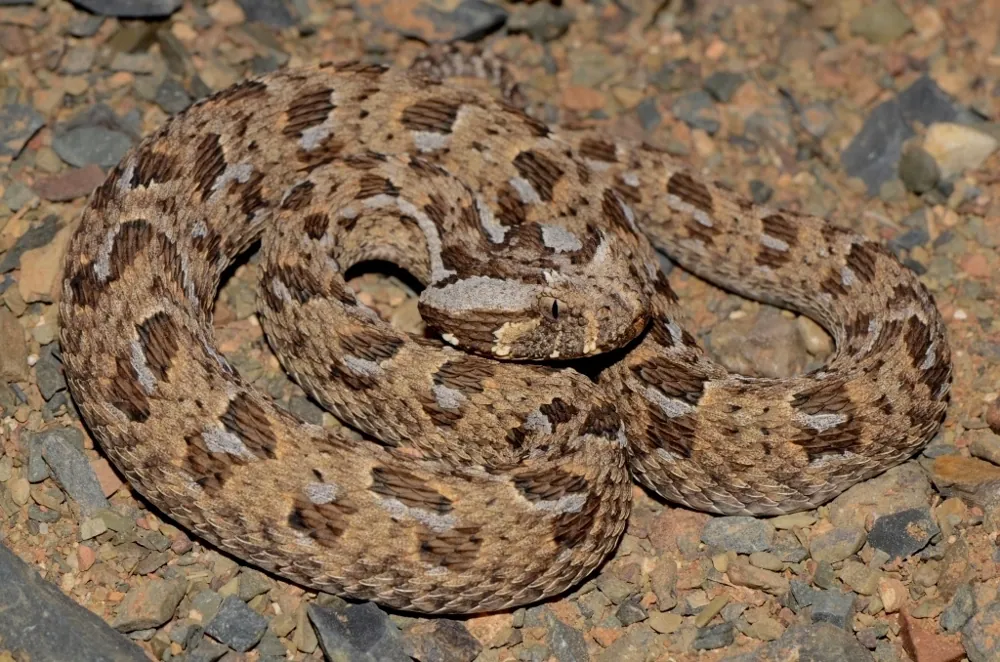 Red adder ఫోటో
