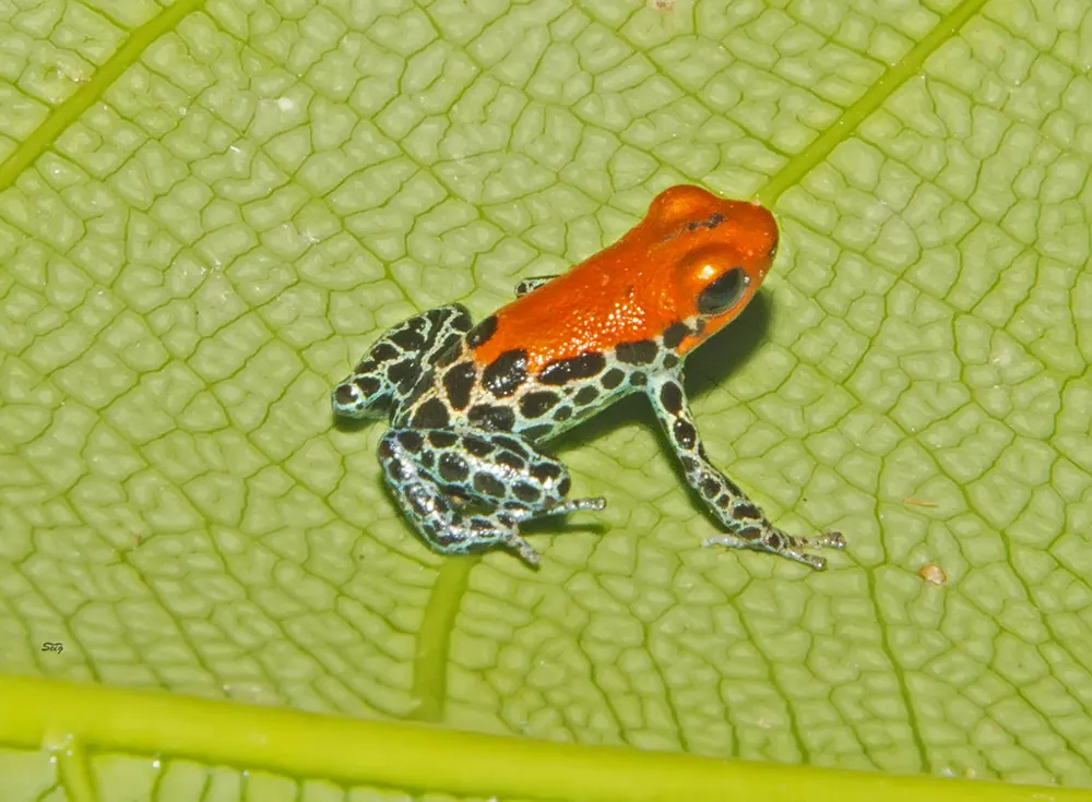 د Red-backed poison frog عکس
