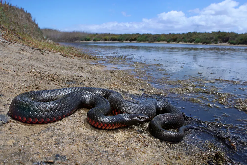 عکس Red-bellied black snake