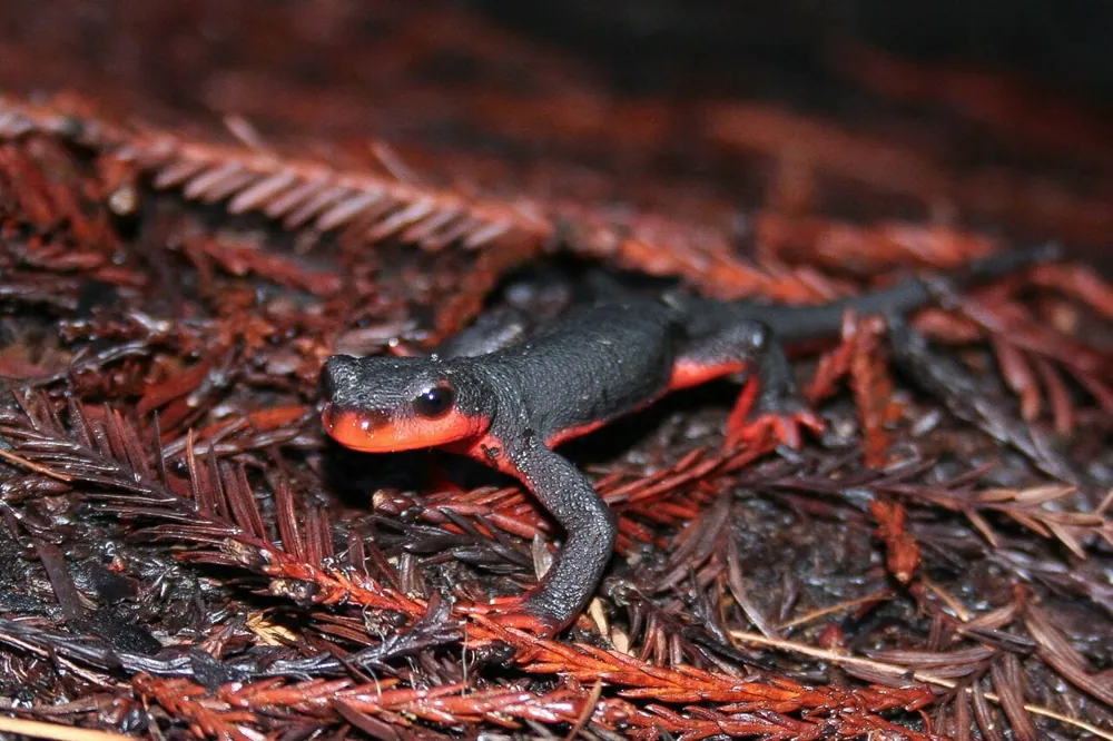 د Red-bellied newt عکس