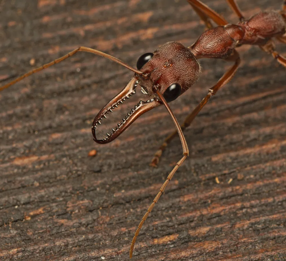 عکس Red bull ant