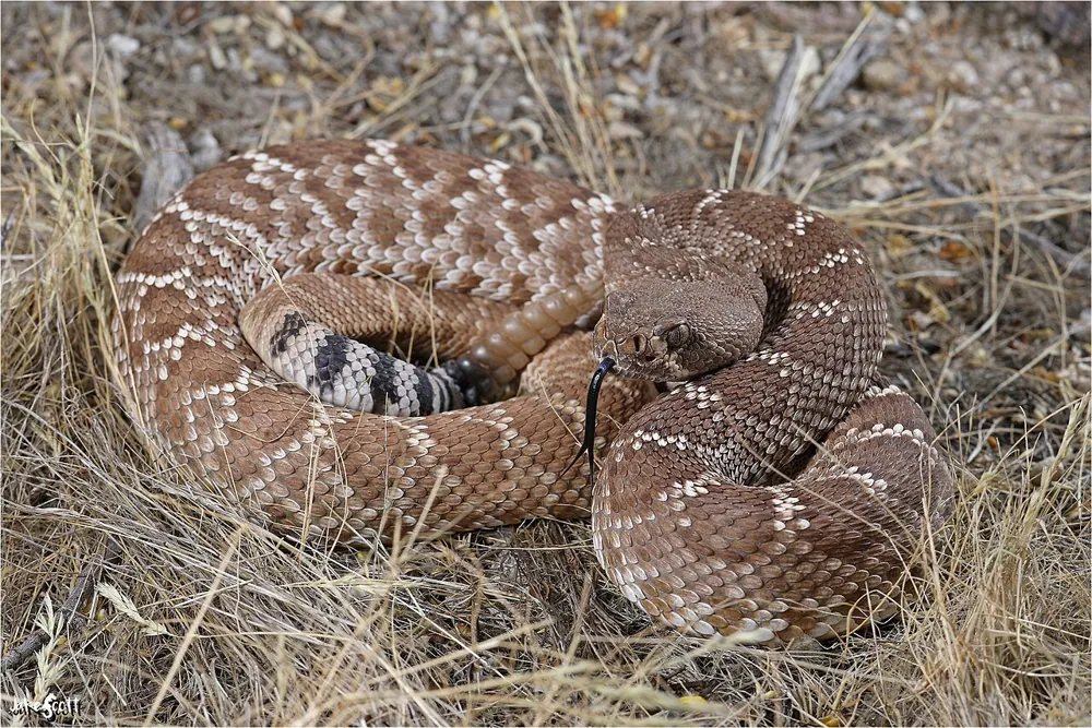 Fotka: Red diamond rattlesnake