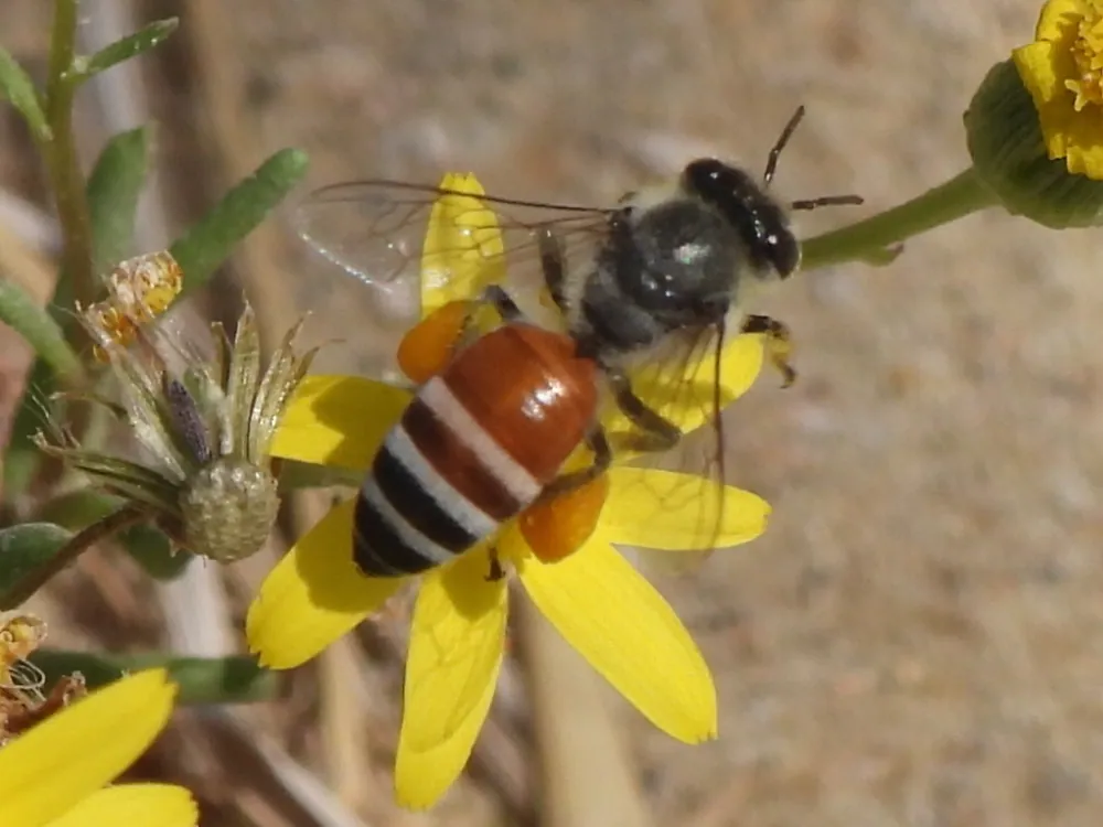 د Red dwarf honey bee عکس