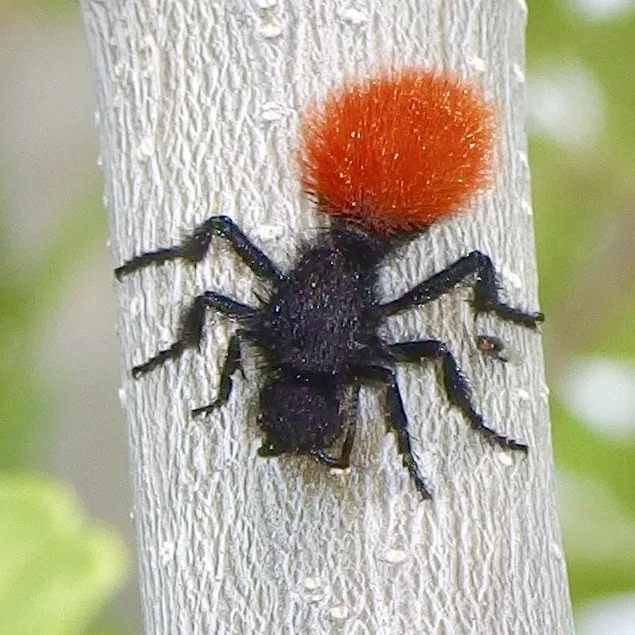 د Red-haired velvet ant عکس