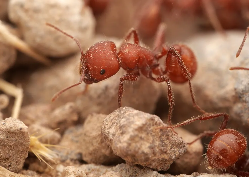 Foto de Red harvester ant