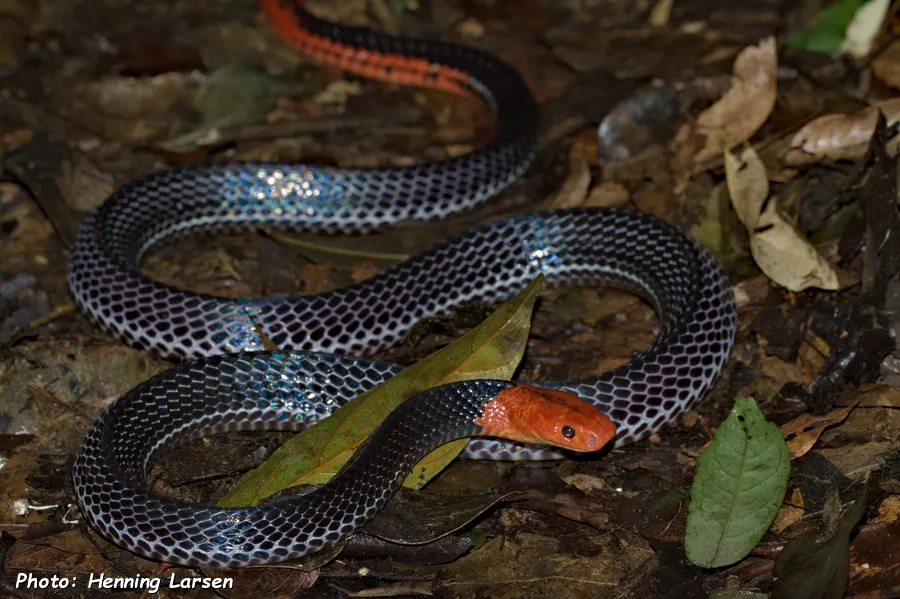 Red-headed krait ఫోటో