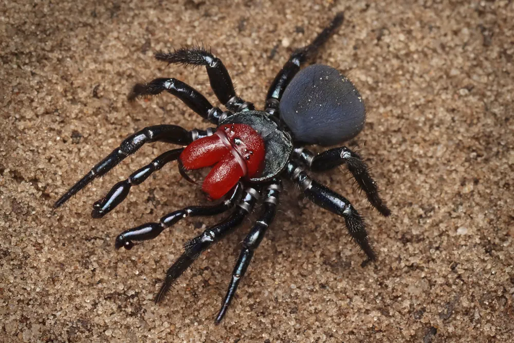 ภาพของRed-headed mouse spider