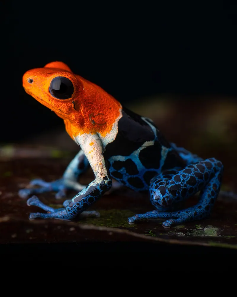 عکس Red-headed poison frog