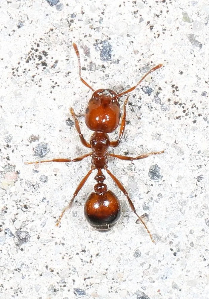 Foto de Red imported fire ant