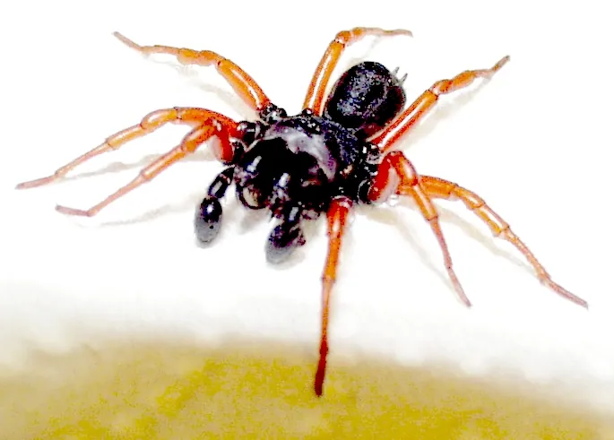 عکس Red-legged purseweb spider