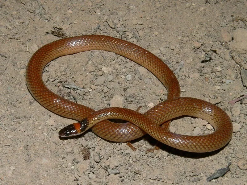 عکس Red-naped snake