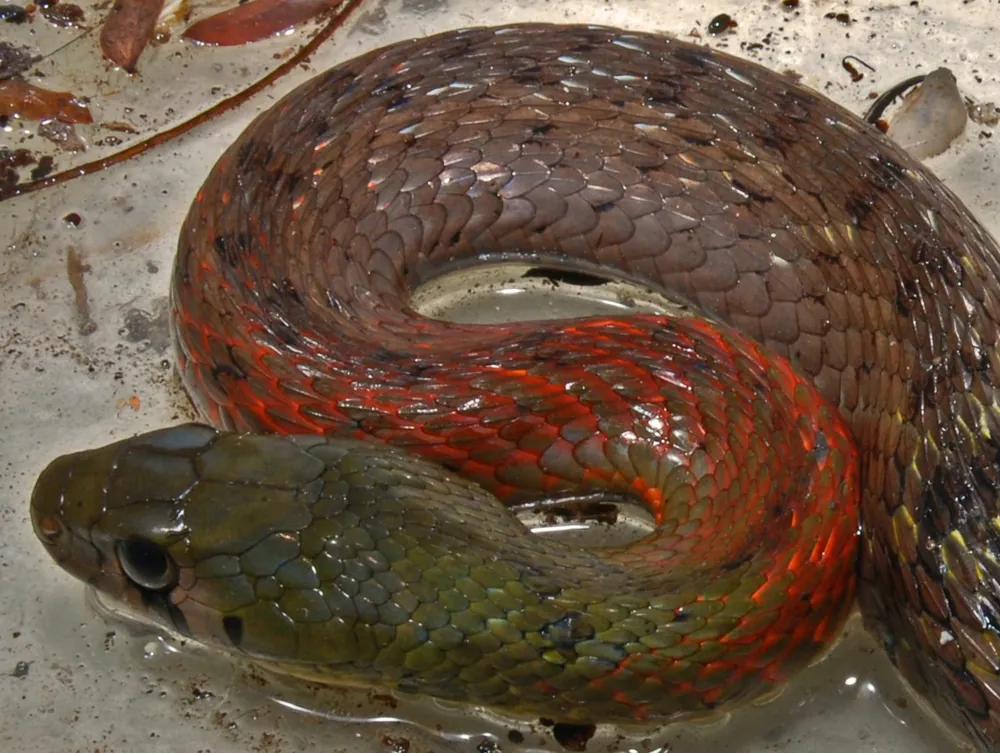 د Red-necked keelback عکس