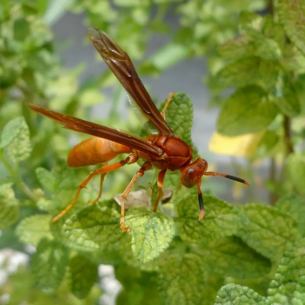 عکس Red paper wasp