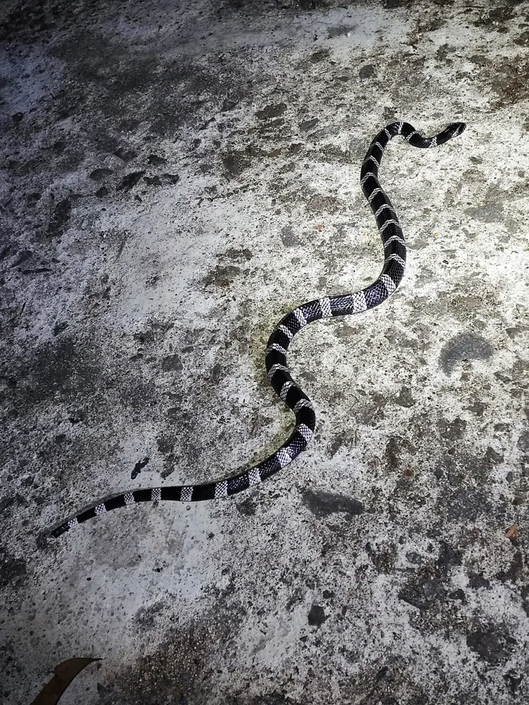 Foto Red River krait